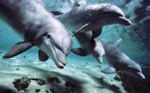 Les dauphins peuvent aussi former des clans