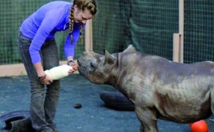 Ouverture du premier orphelinat sud-africain pour rhinocéros