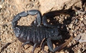 Plusieurs décès depuis le début de l'été : Les enfants, cible privilégiée des morsures de scorpions