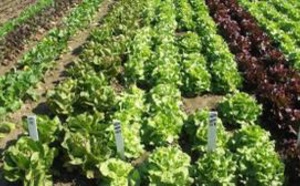 ​La production agricole se poursuit et couvre largement les besoins de consommation