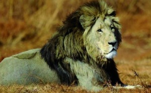 Les lions sud-africains recherchés pour leur os