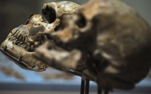 L'histoire alimentaire des hominidés inscrite dans leurs dents