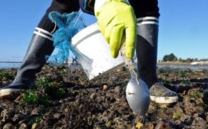 Surexploitation des gisements de moules : Le braconnage du littoral menace l'écosystème marin