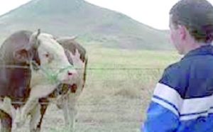 Le film de Hassan Legzouli au Festival international du cinéma de Saint Sébastien : “Le veau d'or” présenté dans la section “Cinéma en mouvement” Le film de Hassan Legzouli au Festival international du cinéma de Saint Sébastien : “Le veau d'or” présenté dans la section “Cinéma en mouvement”