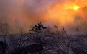 Al Hoceima : Feu de forêt maîtrisé