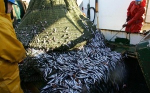 Progression des débarquements et augmentation des prix : L’Office national des pêches noie le poisson
