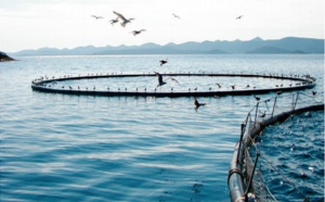 ​La consommation de poissons devrait être  plus importante durant la prochaine décennie