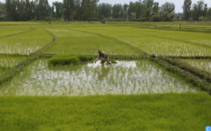 ​L’optimisation du potentiel agricole de l’Afrique passe par la modernisation et la transformation