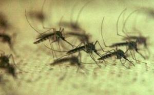 Virus du Nil occidental : Infections et décès encore en hausse aux Etats-Unis