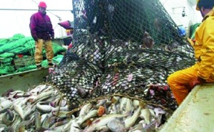 Des experts jugent possible d'inverser le déclin des stocks de poissons