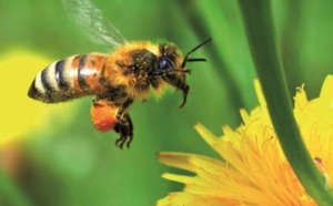 En Alsace, une colonie d'abeilles produit un mystérieux miel bleu