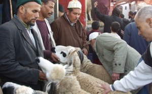 Aid Al Adha : 4,5 millions d'ovins mâles pour une demande estimée à 4,3 millions