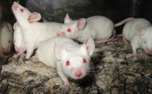 Les souris peuvent chanter et même s’accorder entre elles