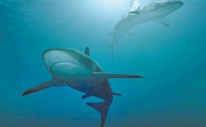 ​Le WWF appelle les pays méditerranéens à lutter  effectivement contre la pêche illégale des requins et des raies