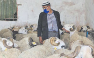 Plus de 7,2 millions d'ovins et de caprins identifiés pour l'immolation rituelle de l'Aïd Al Adha