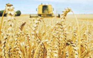 ​La production mondiale de céréales atteindrait un niveau record cette année