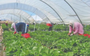 ​Lancement du plan de rapatriement des 7.100 saisonnières marocaines de Huelva