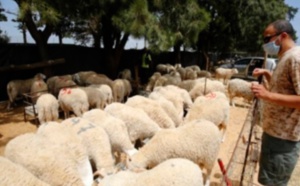 On reconfine par-ci par-là dans le monde : Le rituel de l’Aïd fait craindre le pire