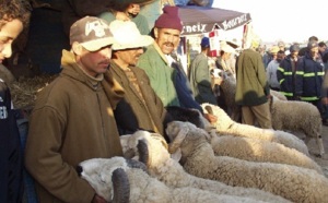 Le prix du mouton demeure inaccessible :  Flambée des prix à Khouribga