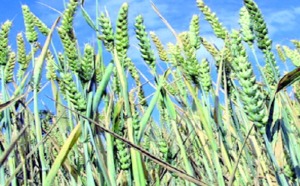 Ils ont planché sur le contexte mondial et la production agricole : Les économistes et les ingénieurs agronomes marocains tirent la sonnette d’alarme Ils ont planché sur le contexte mondial et la production agricole : Les économistes et les ingénieurs agronomes marocains tirent la sonnette d’alarme