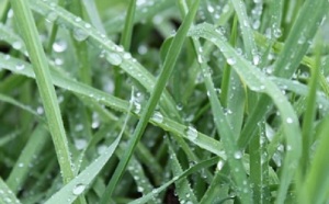 Nouvelles modifications de l’assurance multirisque climatique : Les premières pluies inquiètent les céréaliers et réjouissent le ministère de l’Agriculture