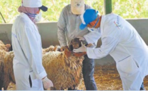 Pour l’ONSSA, la Fête du sacrifice s’est déroulée dans de bonnes conditions d’hygiène et de santé animale