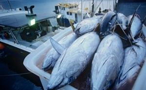 Thon rouge de Méditerranée : Le Maroc mis à l’index par la WWF Thon rouge de Méditerranée : Le Maroc mis à l’index par la WWF