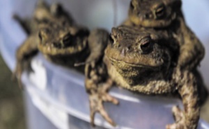 ​Les grenouilles aussi peuvent avoir un harem de reproduction