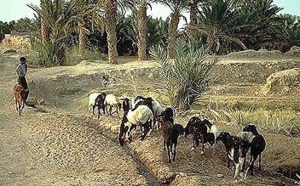 Programme Oasis Tafilalet : Intégration des femmes dans le tissu socioéconomique local