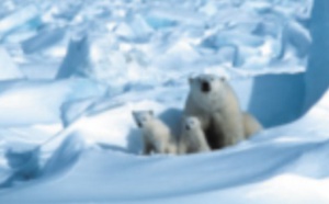 ​En Arctique, la banquise fond plus vite que prévu
