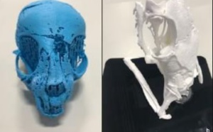 ​Des momies animales  déballées par l’imagerie 3D