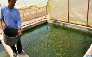 ​A Béni Mellal, la pisciculture pour sauver l’agriculture