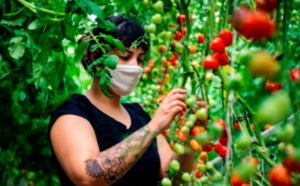 ​Aubergines et tomates prennent de la hauteur sur les toits de Montréal