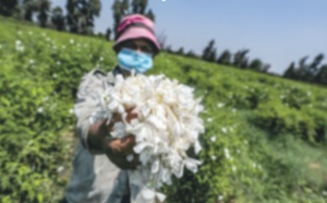 ​Un village égyptien embaume le monde d'effluves de jasmin