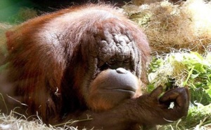 Les singes connaissent la crise de la quarantaine