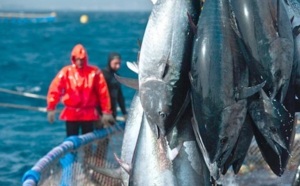 Pêche : L'ICCAT promet une année intense pour les thonidés de l'Atlantique