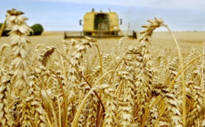 La production céréalière nationale accuse une forte baisse à 32 millions de quintaux