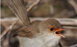 Des oiseaux se transmettent un mot  de passe pour détecter les intrus