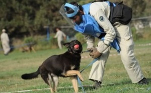 Vie de chien à Kaboul: la truffe ou la vie
