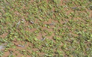La vigilance sera de mise en cas de nouvelles pluies : La menace acridienne se précise