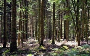 70% des forêts mondiales sont menacées par la sécheresse