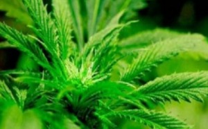 Insolite : La légalisation ferait chuter le prix du cannabis aux Etats-Unis