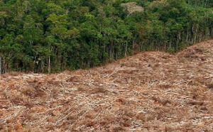 La déforestation au Brésil atteint son plus bas niveau historique