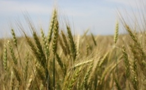 Un pas décisif franchi dans la cartographie du labyrinthique génome du blé