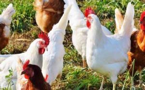 La flambée des prix du poulet résulte d' une baisse significative de l'offre