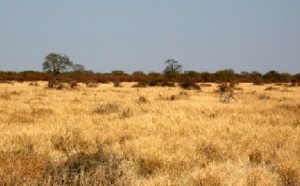 La disparition de la savane africaine met les lions en péril