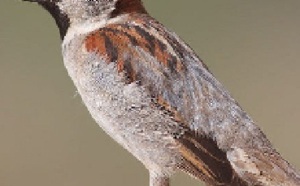 Des oiseaux se servent de mégots pour construire leur nid