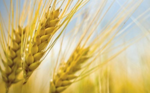 Les marchés mondiaux de céréales poursuivent leur résilience