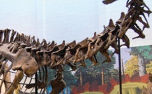 Les paléontologues rappellent que les brontosaures n'existent pas