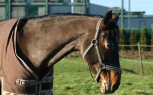 Rétablir les propriétaires de chevaux de race dans leur droit